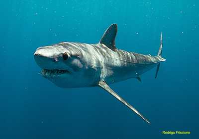 17 especies de tiburones están en peligro de extinción » Ñanduti