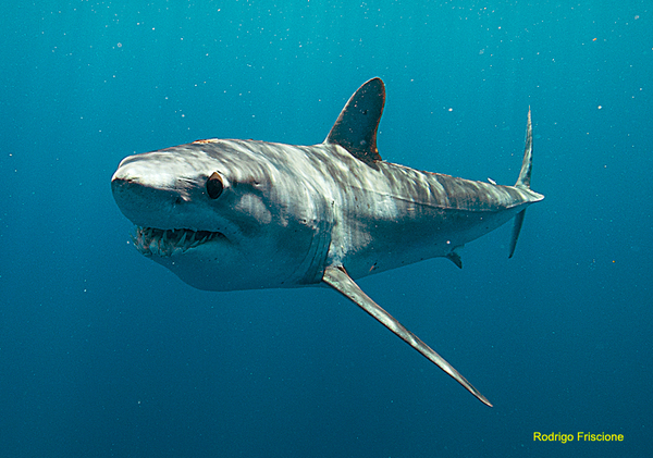 17 especies de tiburones están en peligro de extinción » Ñanduti