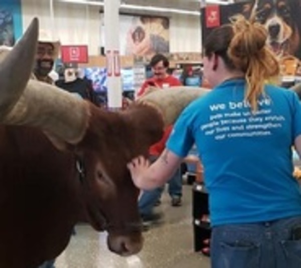Fue a una tienda 'pet friendly' con su toro de 900 kilos - Paraguay.com
