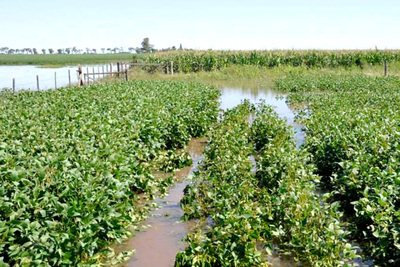 Lluvias afectan al 15 por ciento de cosecha de soja en Paraguay - .::RADIO NACIONAL::.