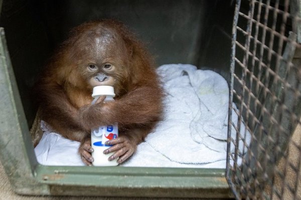 Hallan pequeño orangután en una maleta en el aeropuerto de Bali – Prensa 5