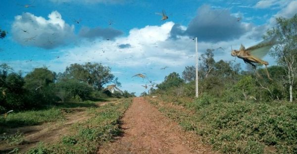 SENAVE reporta aparición de langostas en Alto Paraguay y Boquerón - .::RADIO NACIONAL::.