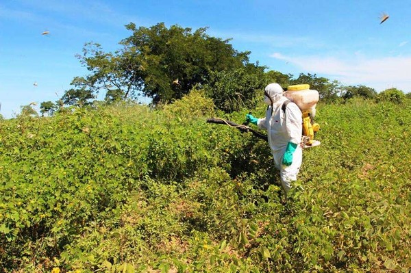 Realizan fumigaciones en el Chaco para eliminar langostas - .::RADIO NACIONAL::.