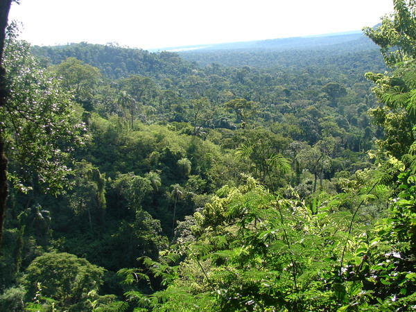 Los bosques de Paraguay bajo la lupa: una herramienta que monitorea la deforestación