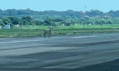 Vaca paseó  su cuerpo por  el aeropuerto