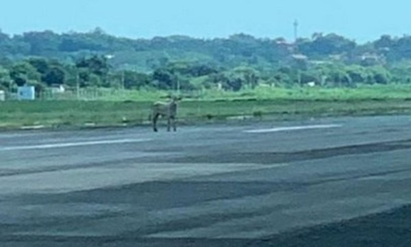 Vaca paseó su cuerpo por el aeropuerto