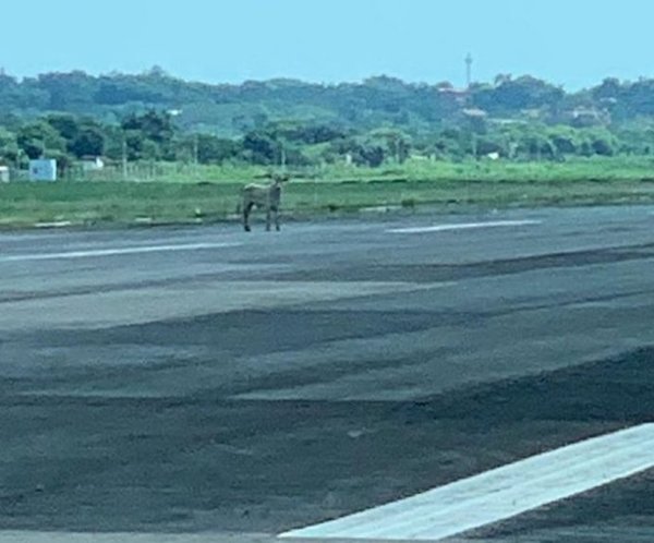 Audio de torre refuta a Dinac | Paraguay en Noticias