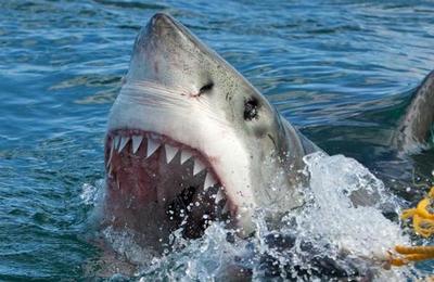 La curiosa razón por la que el tiburón blanco podría salvar vidas humanas - C9N