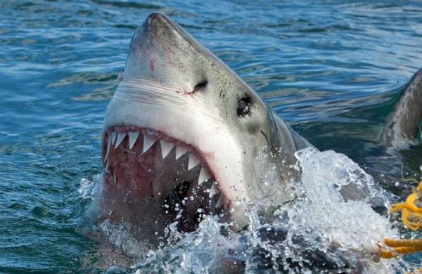 La curiosa razón por la que el tiburón blanco podría salvar vidas humanas - C9N