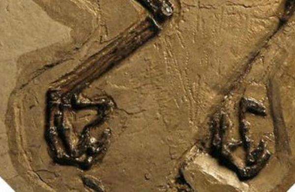 Descubren fósil de un pájaro de más de 100 millones de años con un huevo en su interior - C9N