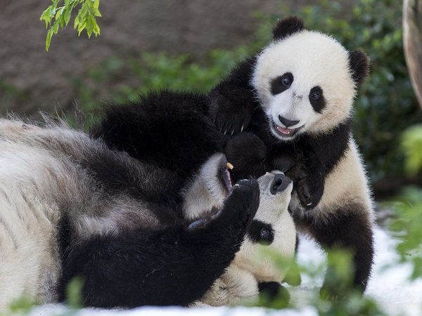 Dos osos pandas de zoológico de EEUU serán enviados a China