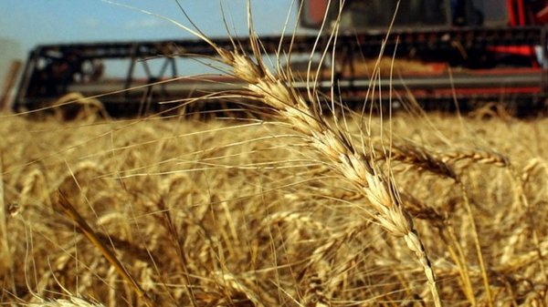Destacan aumento de exportación del trigo