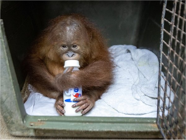 Hallan pequeño orangután en una maleta en el aeropuerto de Bali