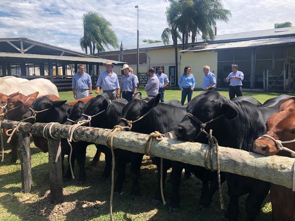 Guatemala inicia gestiones para importar genética bovina del Paraguay | .::Agencia IP::.