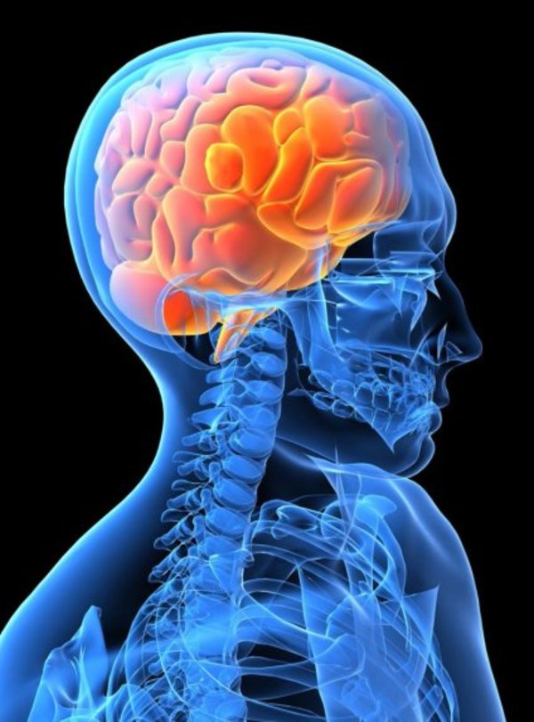 El cerebro humano genera nuevas neuronas hasta los 90 años - Ciencia - ABC Color