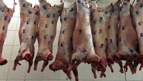 Texel inicia comercialización de carne ovina certificada