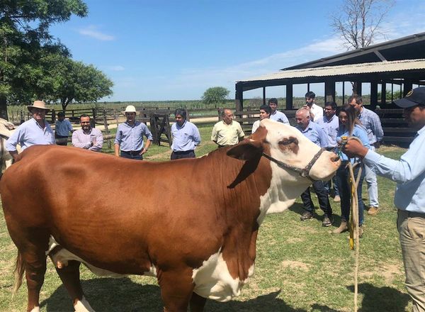 Guatemala proyecta importar genética bovina paraguaya