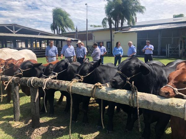 Guatemala quiere importar genética bovina de Paraguay - ADN Paraguayo