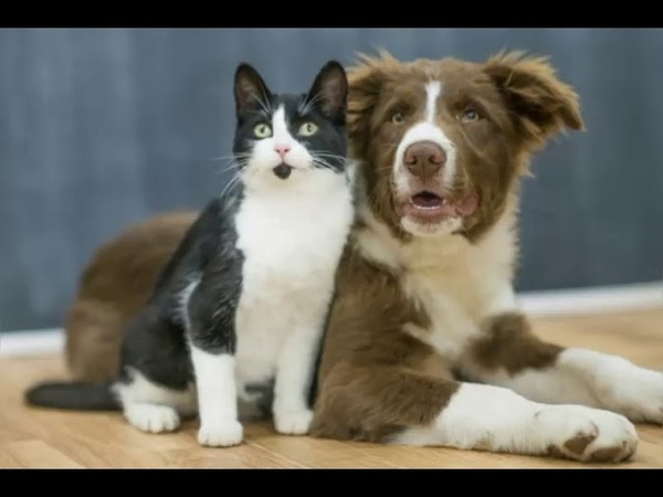 ORDENANZA PROHÍBE TENER MÁS DE DOS PERROS Y GATOS EN MARIA AUXILIADORA