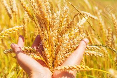 Los créditos para el cultivo de trigo repuntan levemente