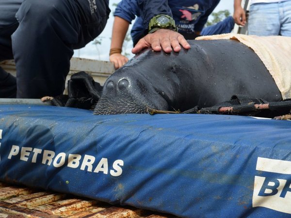 Exitosa reintroducción de manatíes a la naturaleza