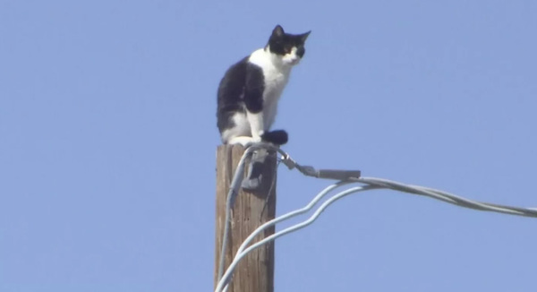 Suspenden a trabajador que rescató a un gato - ADN Paraguayo