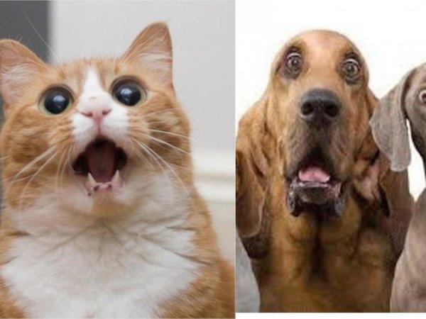 Ordenanza prohibe tener más de dos perros y dos gatos