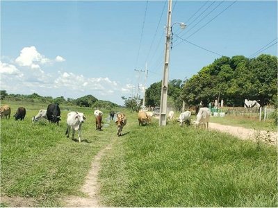 Animales sueltos en Carmelo Peralta, pese a prohibición municipal