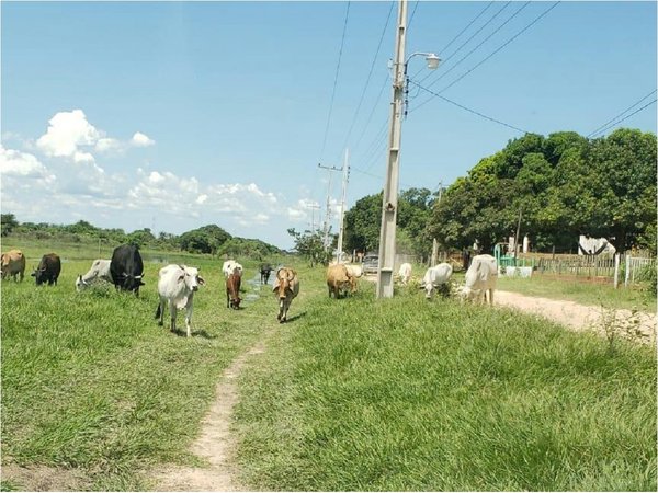 Animales sueltos en Carmelo Peralta, pese a prohibición municipal