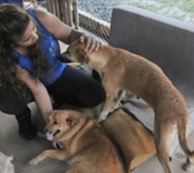 Municipio prevé multar a los que tienen más de dos perros y dos gatos - Paraguay.com