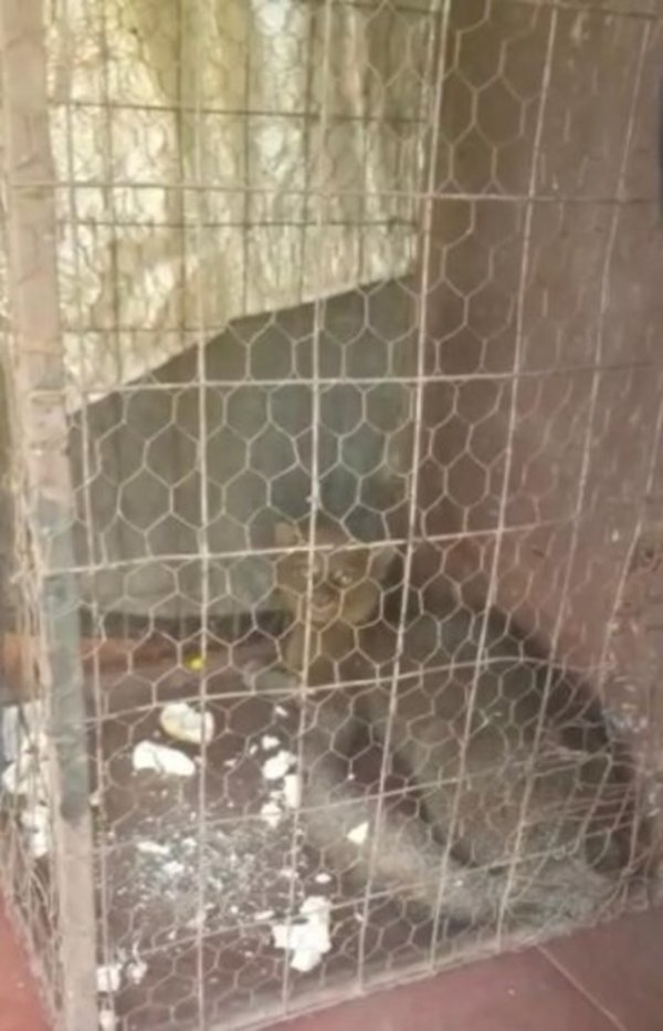 Atrapan a yaguarundi en casa de Concepción | Paraguay en Noticias
