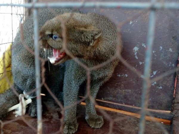 Un puma yaguarundí aparece en el patio de una casa en Concepción