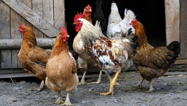 HOY / Polémica ordenanza: multarán a los que tengan muchos animales