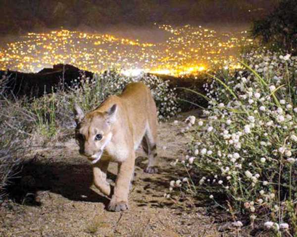 En peligro extinción dos grupos únicos de pumas californianos, dice estudio » Ñanduti
