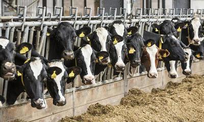 Créditos para la cría de animales caen en febrero