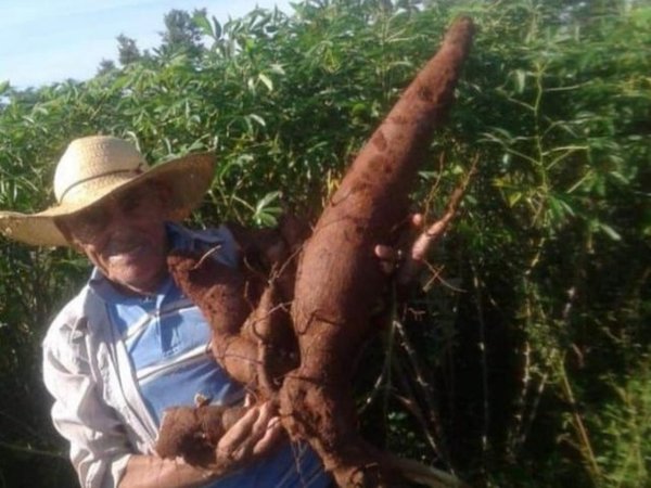 Don Rufi, el rey de la mandioca