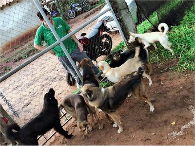 Ordenanza busca limitar tenencia de perros y gatos en Tomás Romero Pereira