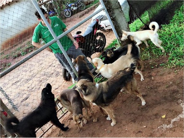 Ordenanza busca limitar tenencia de perros y gatos en Tomás Romero Pereira