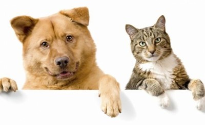 Concejales aprueban proyecto que permite hasta dos perros por casa