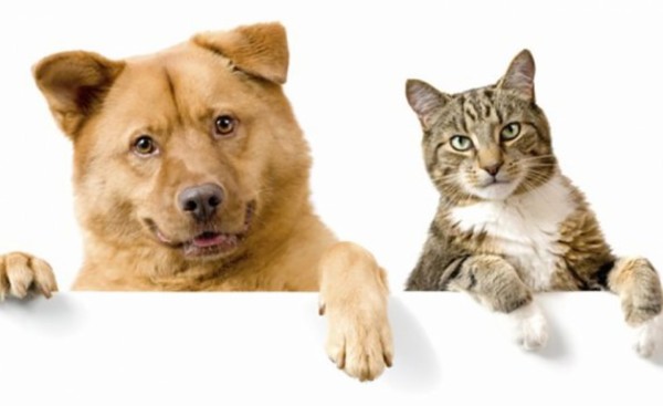 Concejales aprueban proyecto que permite hasta dos perros por casa