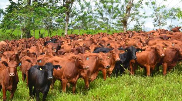 Paraguay busca aumentar competitividad ganadera con "carne natural y verde" » Ñanduti