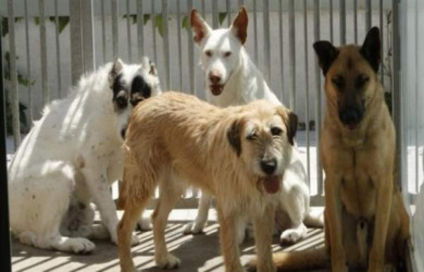 Buscan restringir la tenencia de mascotas - Radio 1000 AM