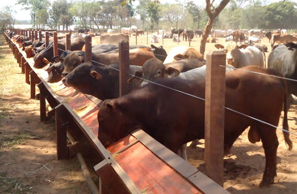 Guatemala interesada en genética bovina paraguaya