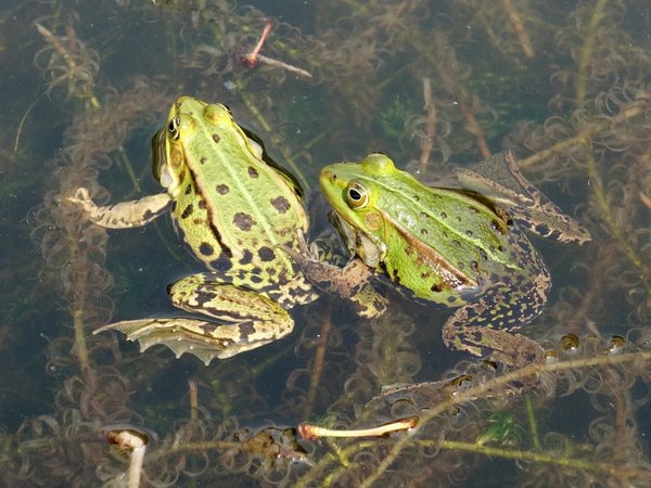 Hongo asiático provoca extinción de 90 especies de anfibios en 50 años