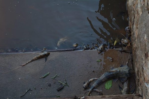 Llamativa aparición de peces en el puerto de Concepción | Paraguay en Noticias