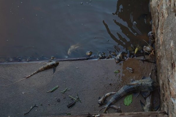 Llamativa aparición de peces en el puerto de Concepción | Paraguay en Noticias 