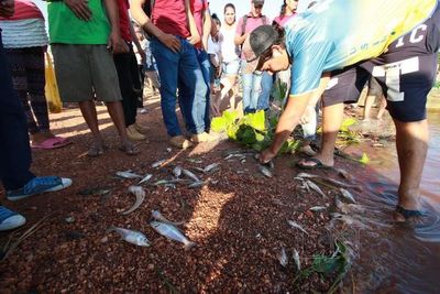 Cantidad inusual de peces en el Puerto de Concepción