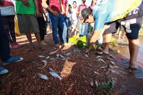 Cantidad inusual de peces en el Puerto de Concepción