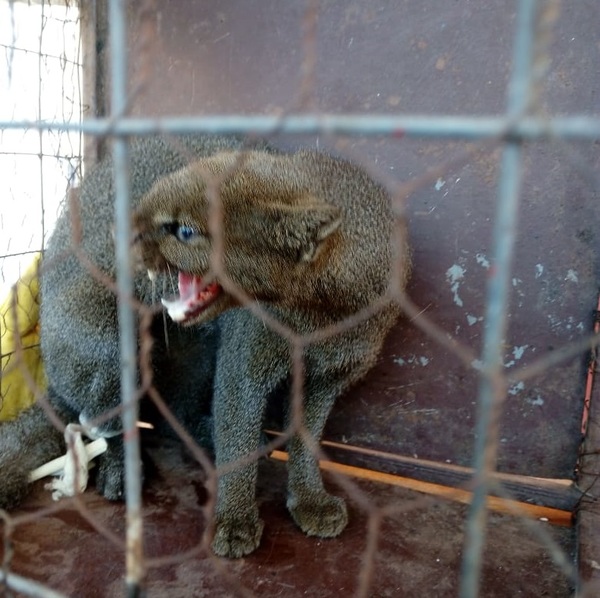 Un puma yaguarundí aparece en el patio de una casa en Concepción