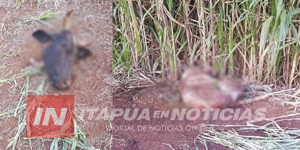 ABIGEATO DE UNA VACA LECHERA EN CARMEN DEL PARANÁ.